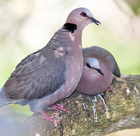 Red-eyed Dove